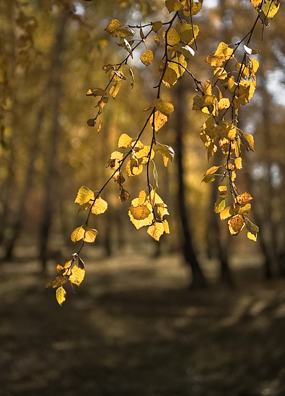 photo "***" tags: landscape, autumn