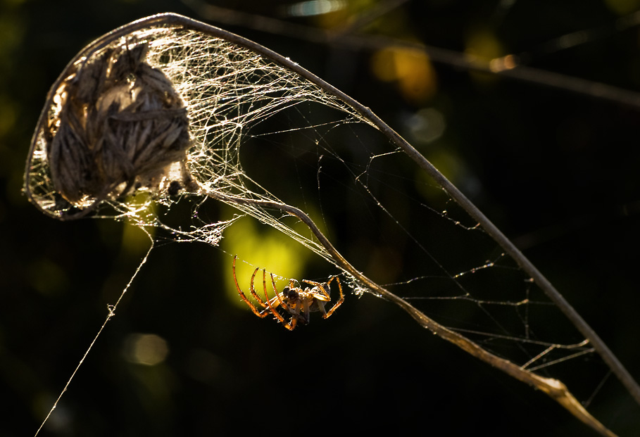 photo "Mystery spider :)" tags: macro and close-up, 