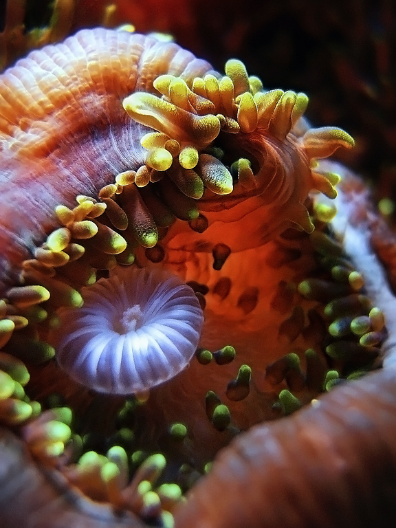 photo "The mouths of the world II" tags: macro and close-up, underwater, 