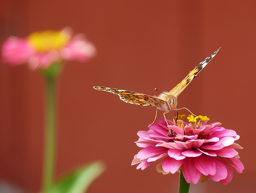 фото "Vanessa cardui" метки: природа, насекомое