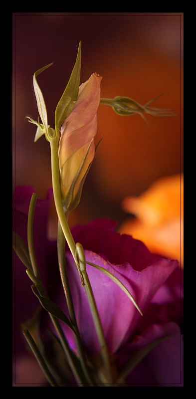 photo "***" tags: macro and close-up, nature, flowers