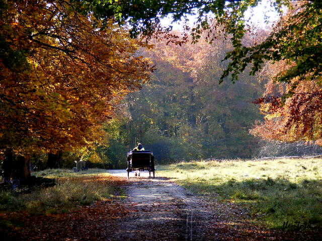 фото "Autumn in the wood." метки: пейзаж, 