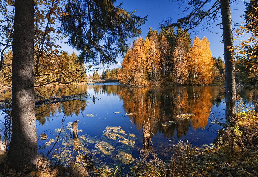 фото "Осень сквозь ветви" метки: пейзаж, осень