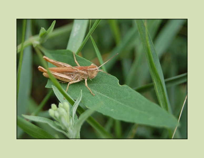 photo "***" tags: macro and close-up, nature, insect