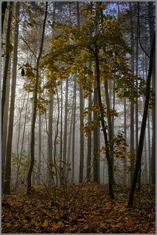 фото "Утро в лесу..." метки: пейзаж, осень