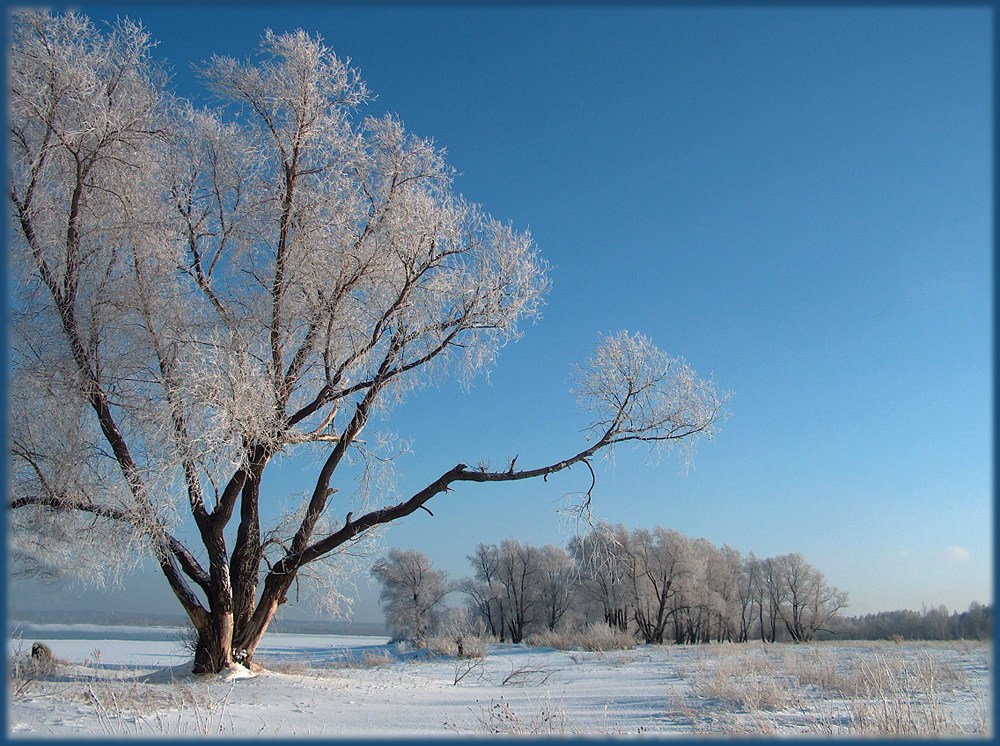 photo "***" tags: landscape, forest, winter