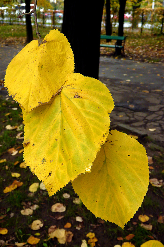 photo "The trio of inseparable / Трио неразделимы" tags: nature, landscape, autumn, flowers