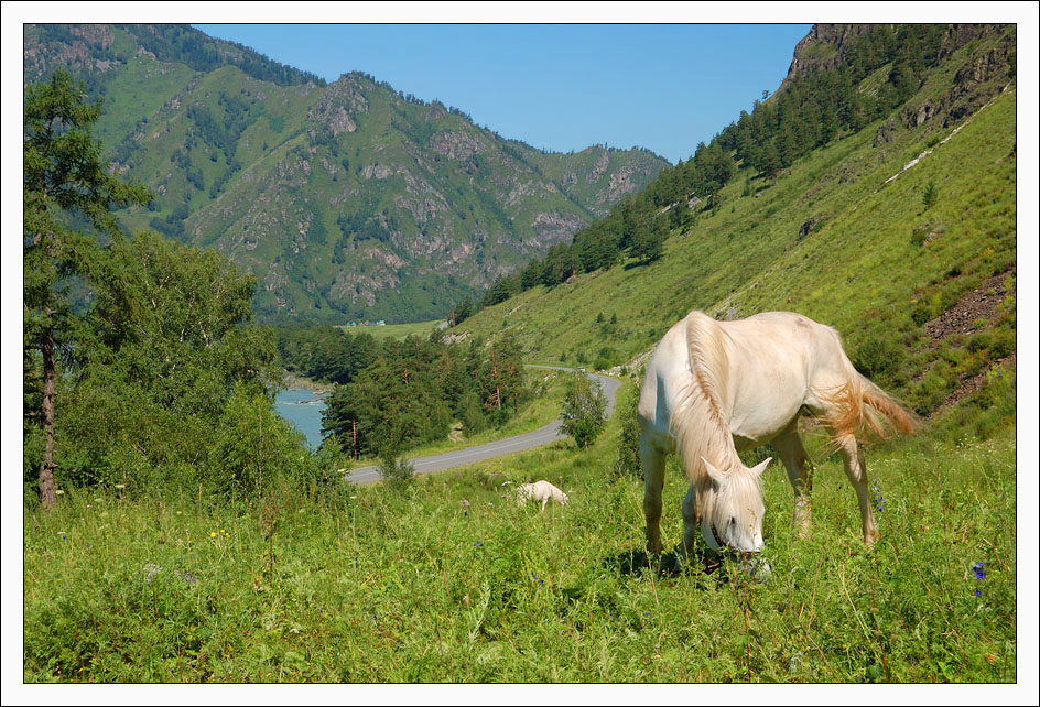 photo "On the Altay's fields" tags: landscape, nature, mountains, pets/farm animals