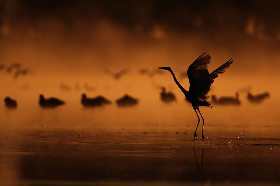 photo "dancing in the fog" tags: nature, landscape, water, wild animals