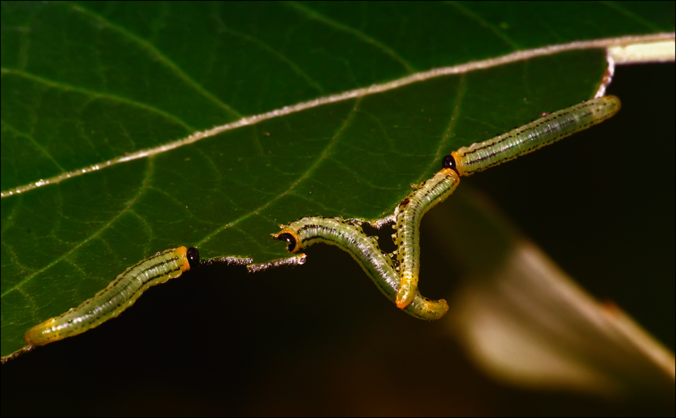 photo "***" tags: nature, insect