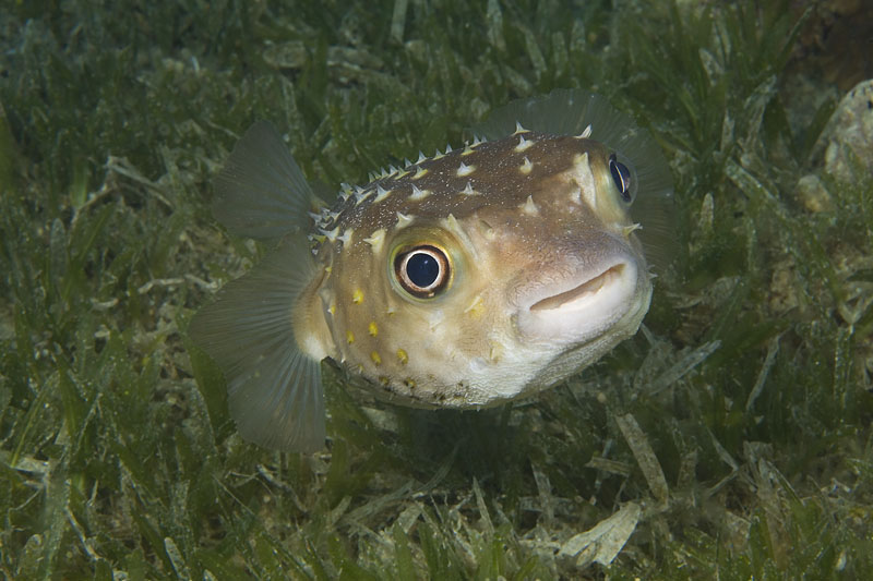 photo "Look" tags: underwater, 