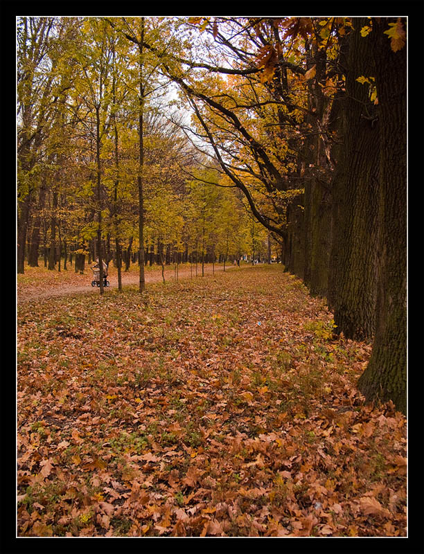 photo "Autumn" tags: landscape, autumn, forest