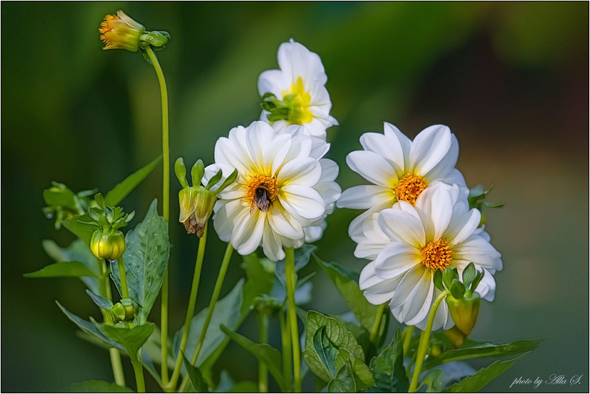 photo "***" tags: nature, flowers, insect