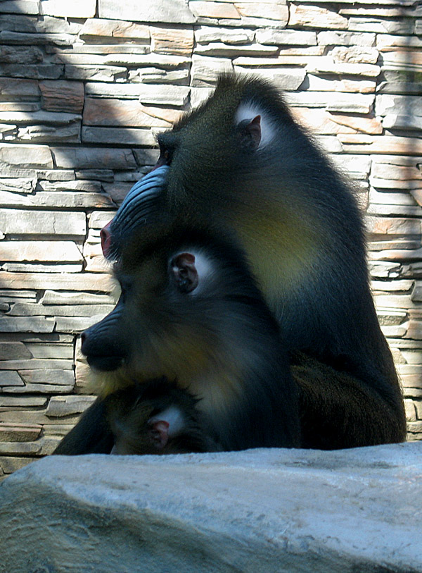 photo "Family portrait" tags: portrait, nature, wild animals