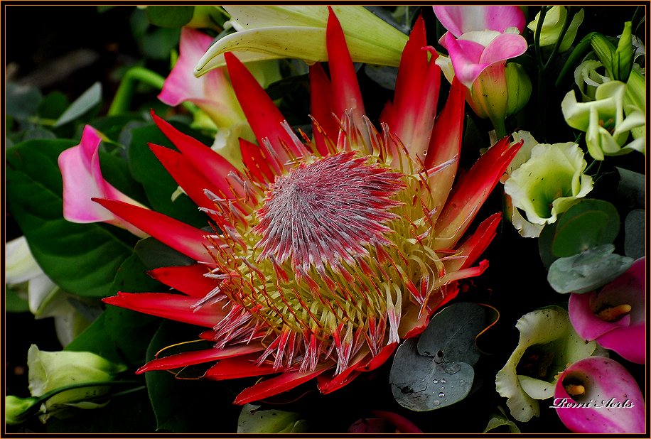 photo "Who loves flowers?" tags: nature, macro and close-up, flowers