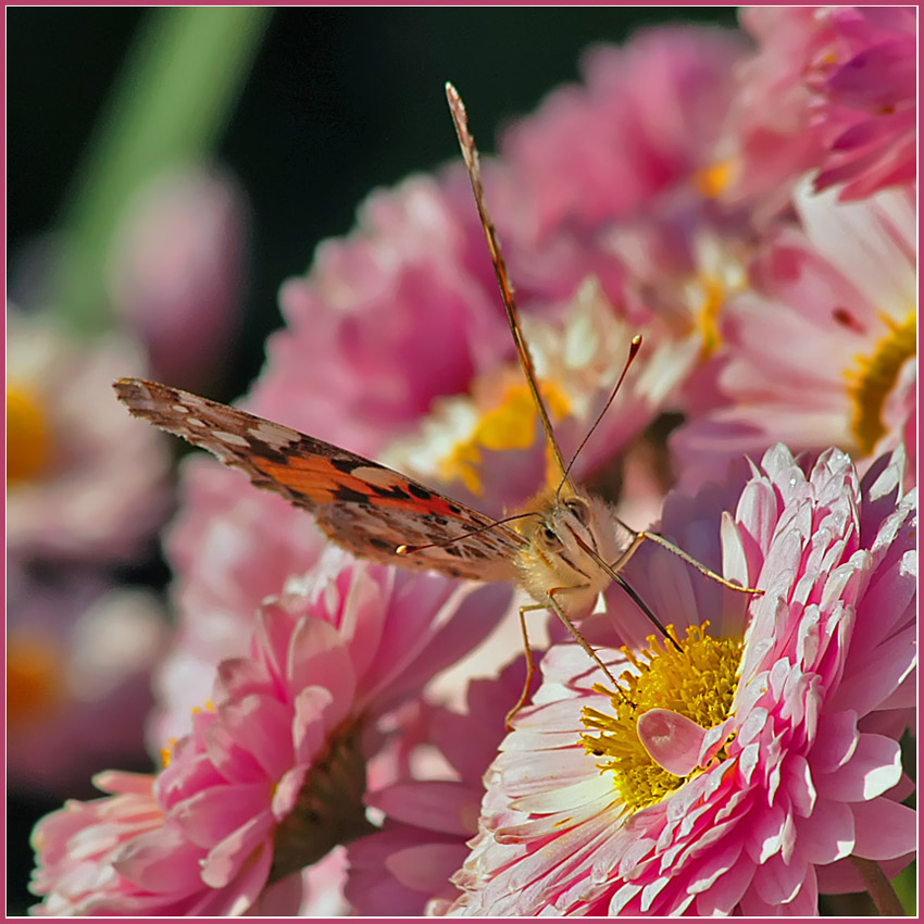 photo "Paints of autumn" tags: nature, insect