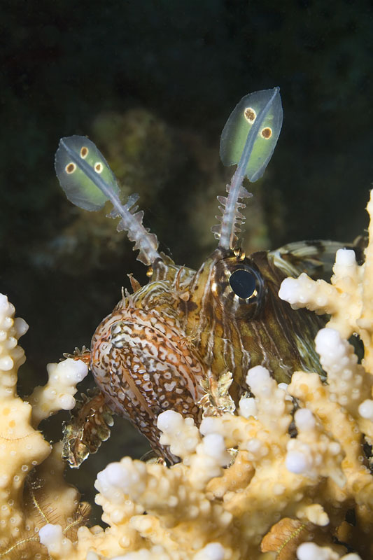 photo "Turkeyfish" tags: underwater, 