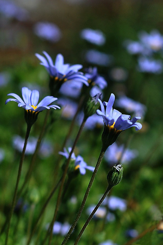 photo "In the mood for the blues" tags: nature, flowers