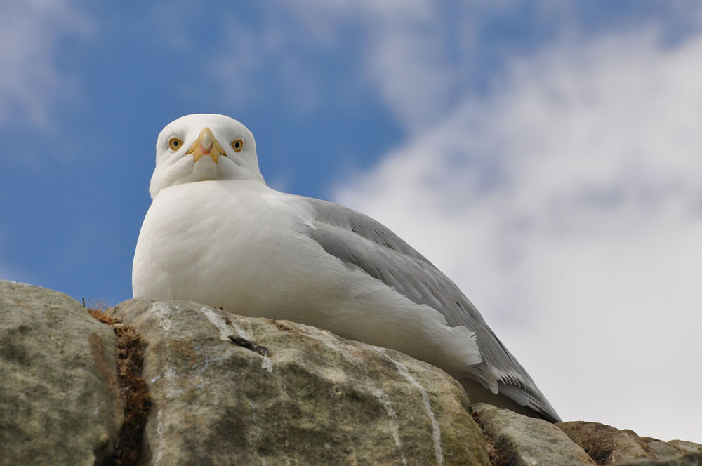 photo "Seagull" tags: nature, wild animals