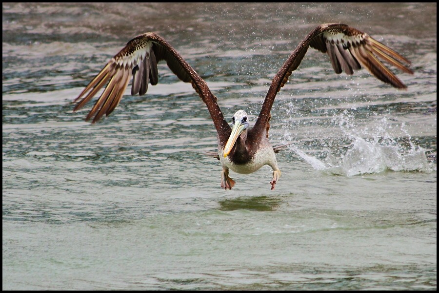 photo "take off" tags: nature, wild animals