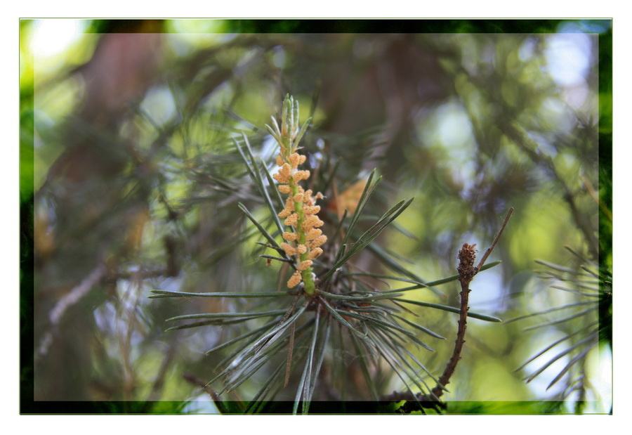 photo "***" tags: nature, 