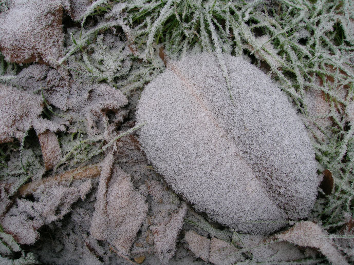 фото "leafs hoarfrosted_01" метки: пейзаж, лес