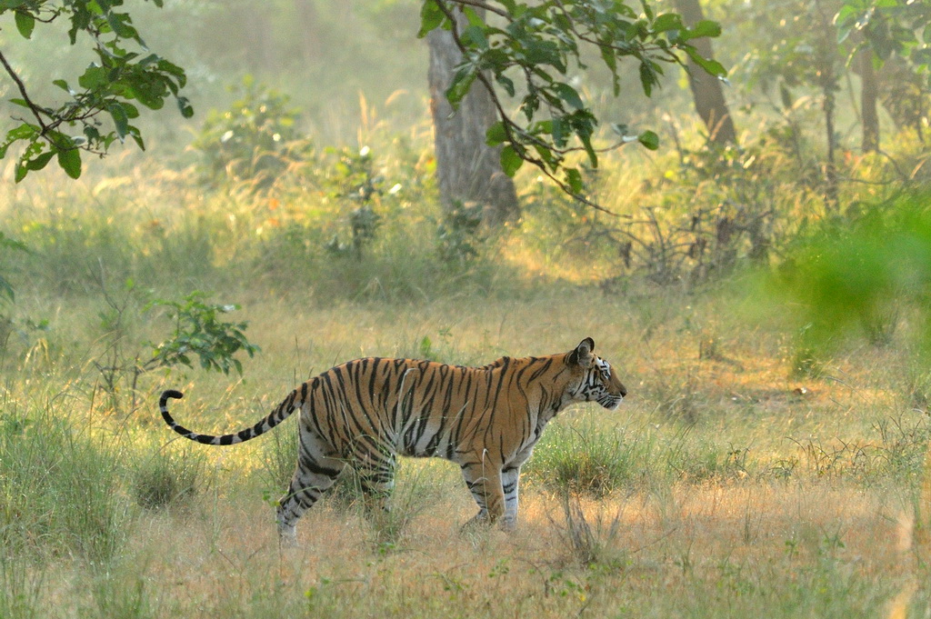 фото "Bandhavgarh`s  fairy tales" метки: природа, дикие животные