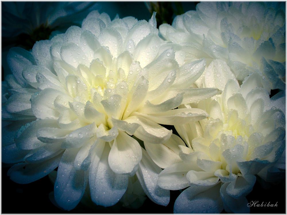 фото "Хризантемы" метки: природа, макро и крупный план, цветы