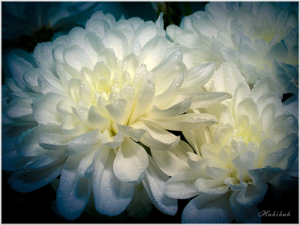 photo "***" tags: nature, macro and close-up, flowers