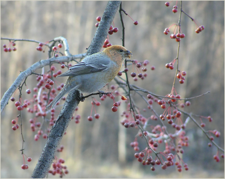 photo "Pine Grosbeak" tags: nature, wild animals