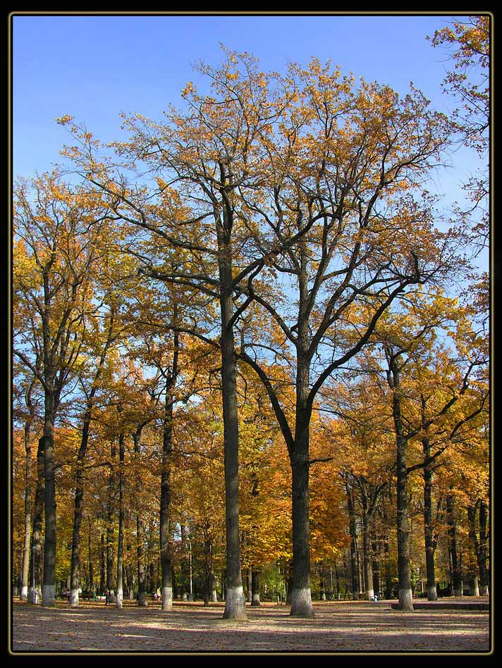 photo "***" tags: landscape, autumn