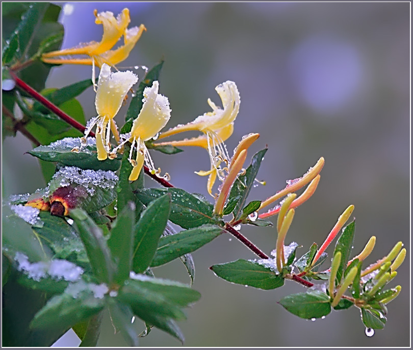 фото "Крымский ноябрь. Жимолость." метки: пейзаж, природа, осень, цветы