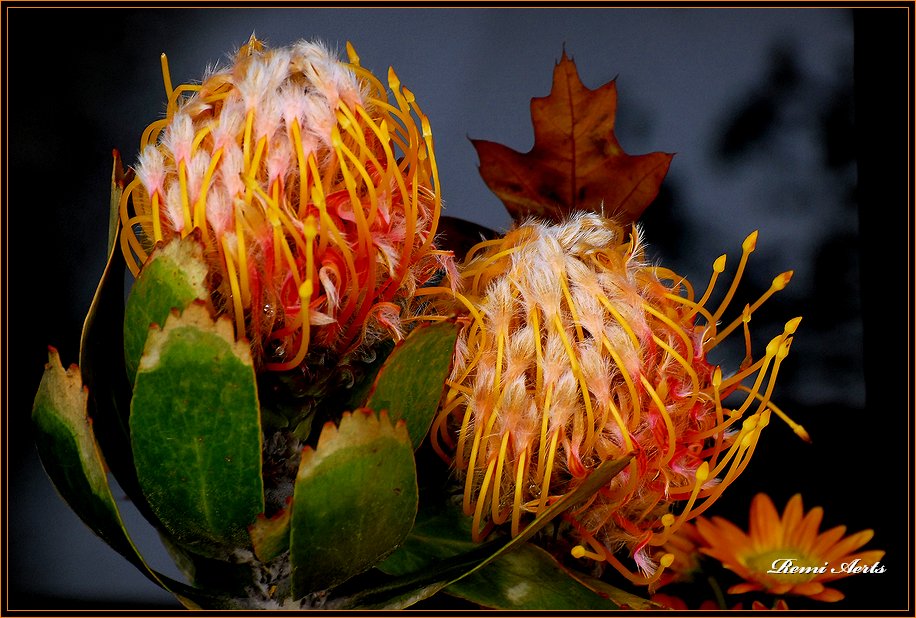 photo "full color" tags: nature, macro and close-up, flowers