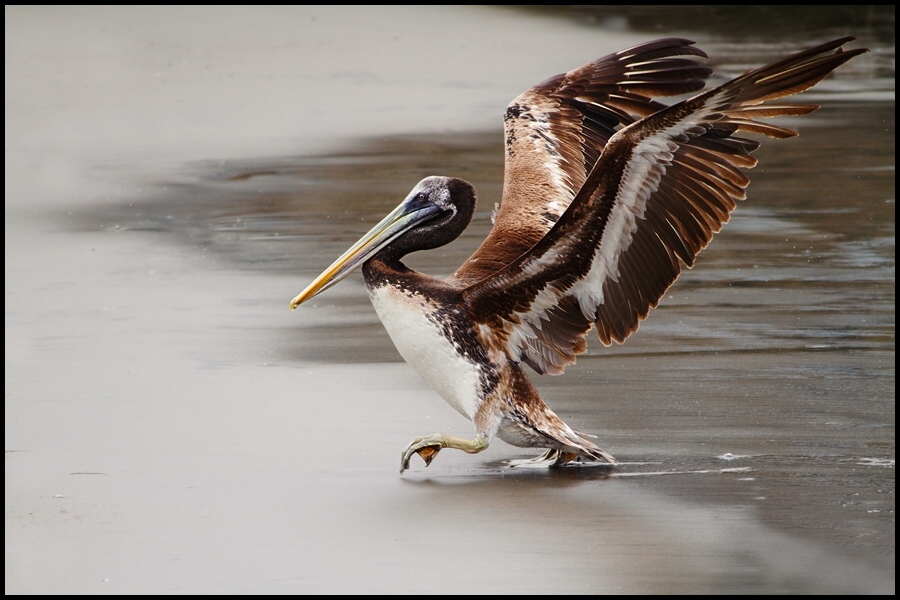 photo "third step" tags: nature, wild animals