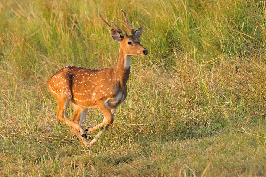 photo "***" tags: nature, wild animals