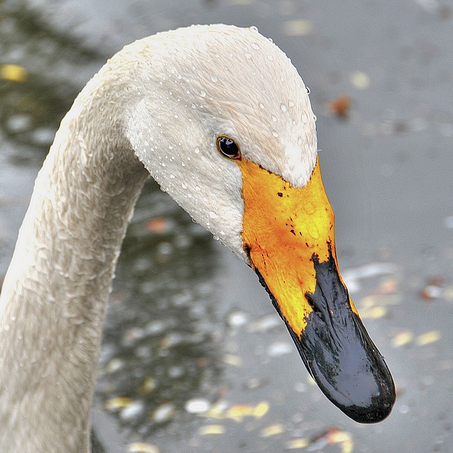 photo "Wet portrait" tags: nature, wild animals