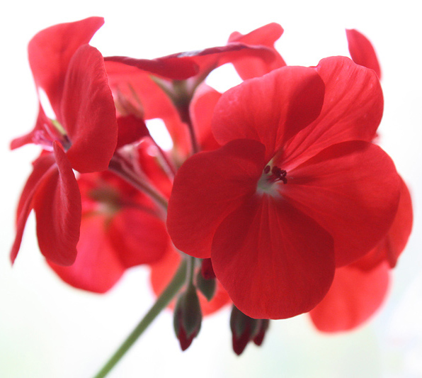 фото "Flower" метки: природа, цветы
