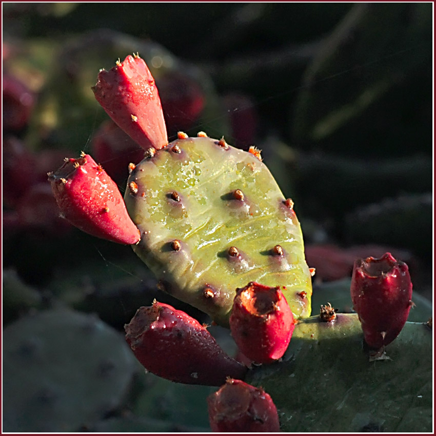 photo "Palm of a cactus" tags: nature, flowers