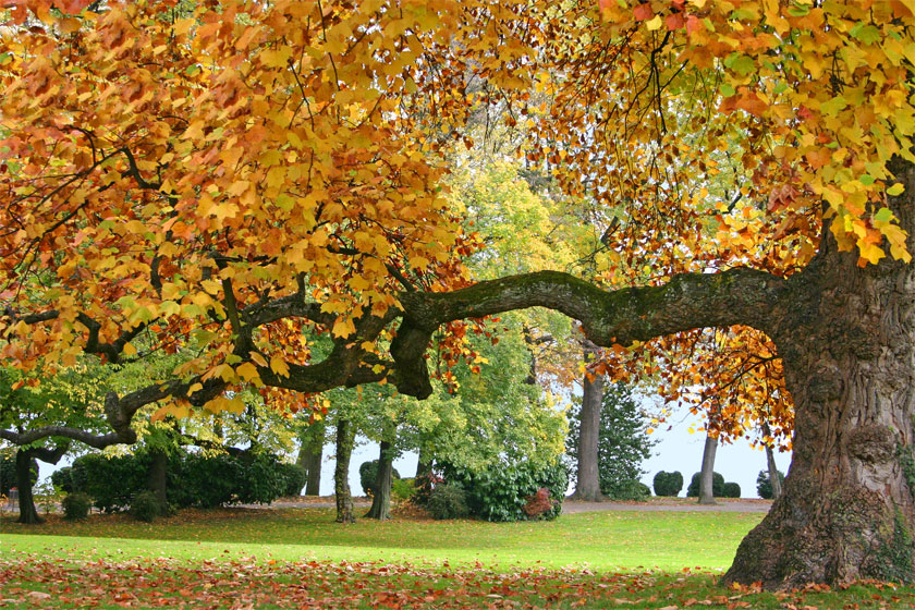 photo "В осеннем парке" tags: landscape, autumn