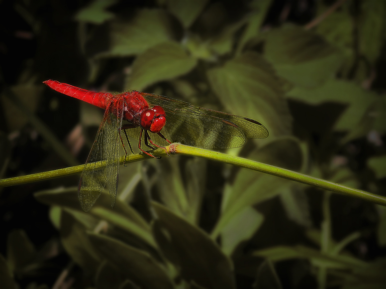 photo "Manfred von Richthofen" tags: macro and close-up, nature, insect