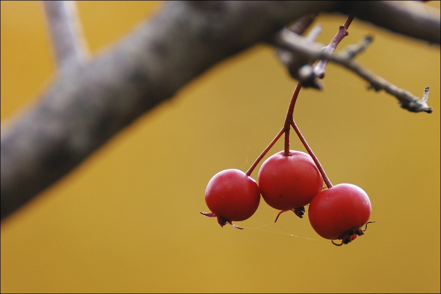 photo "three" tags: nature, flowers