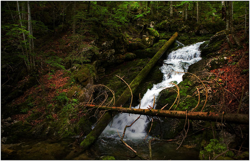 photo "In a dense forest" tags: landscape, forest, water