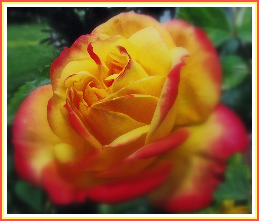 photo "The Rose" tags: nature, flowers