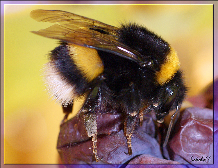 photo "макро,насекомые,шмель" tags: macro and close-up, nature, insect