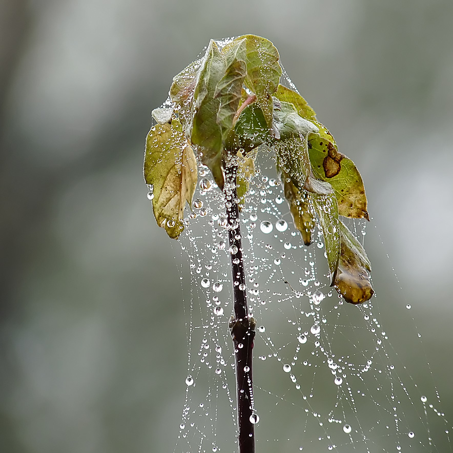 photo "***" tags: macro and close-up, 