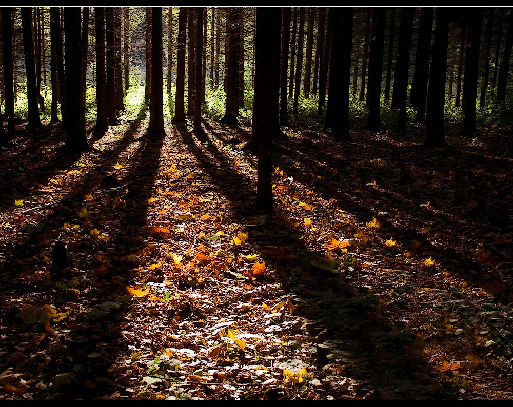 photo "***" tags: landscape, autumn, forest