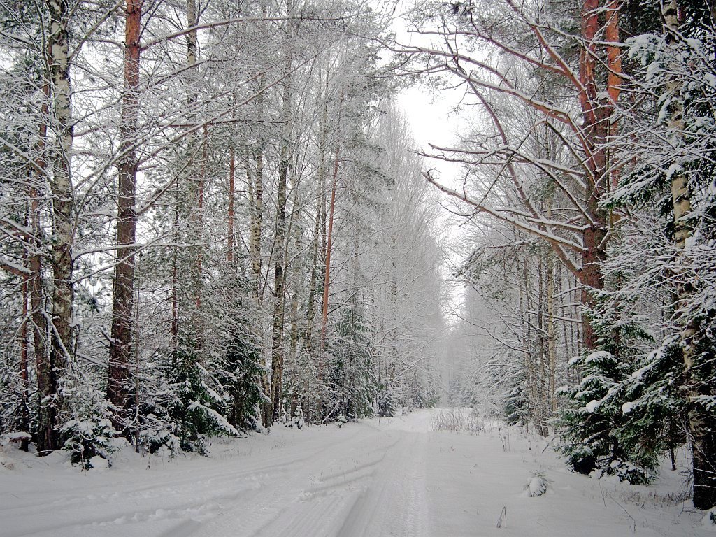 photo "Winter forest" tags: landscape, winter