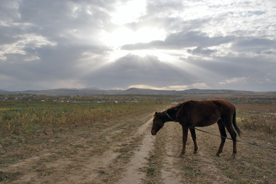 фото "Лошадка" метки: пейзаж, природа, домашние животные, закат