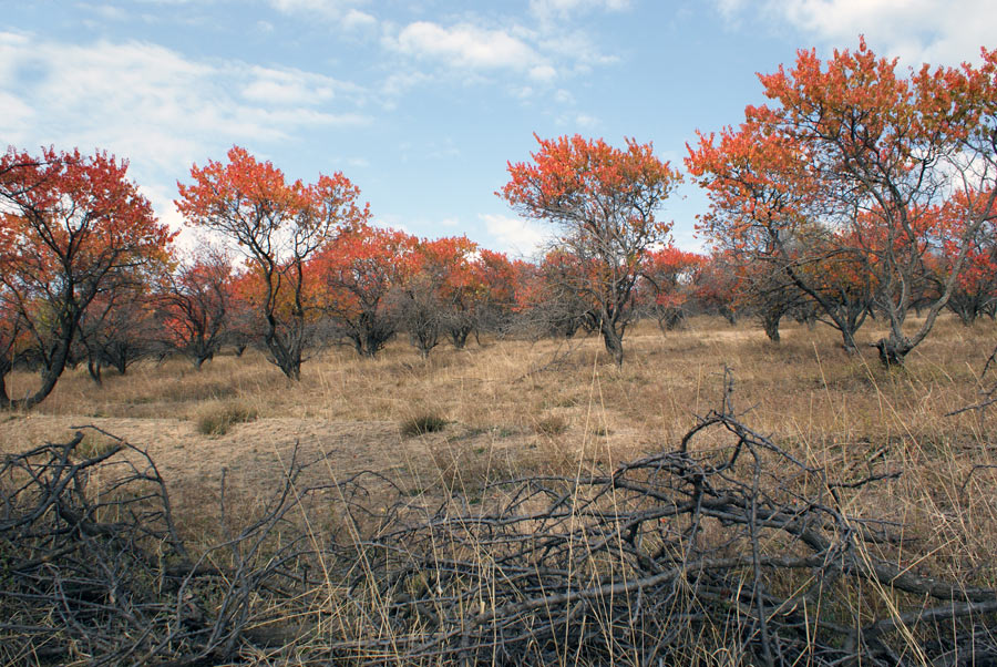 фото "Осенние краски" метки: пейзаж, лес, осень