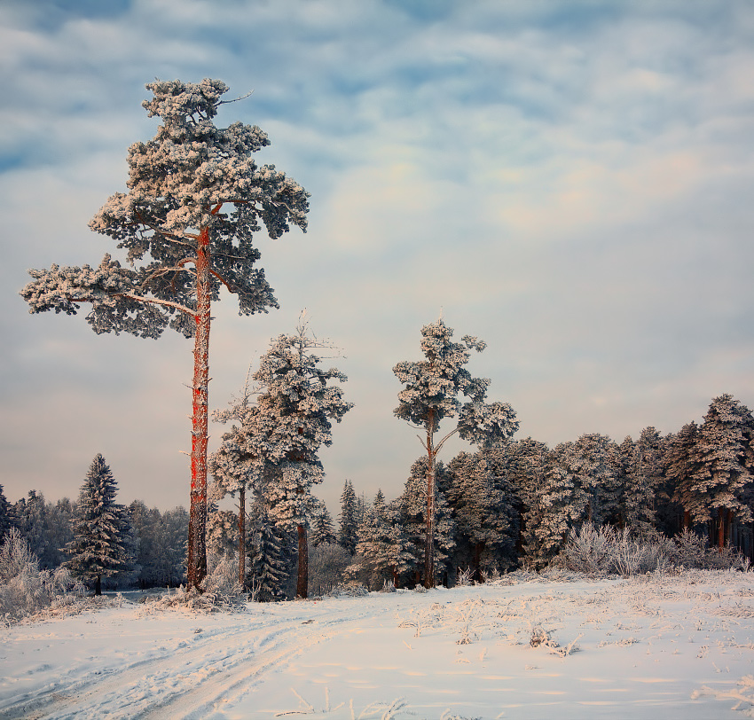фото "Сказочный лес" метки: пейзаж, зима